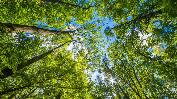 Koło ratunkowe dla neutralności klimatycznej w Polsce – jeszcze nie jest za późno